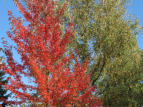 Hafenstr., Wedel im Herbst