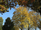 Innenstadt, Wedel im Herbst