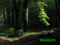 Waldlicht