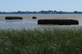 die Elbe hinter Fährmannsand