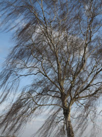  an der Elbe in Wedel